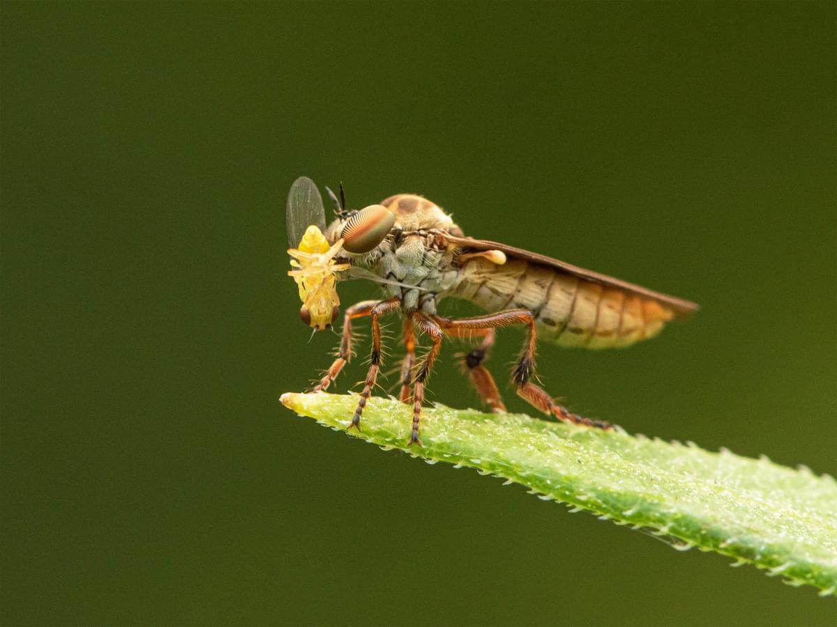 Robber fly with aphid in jaw